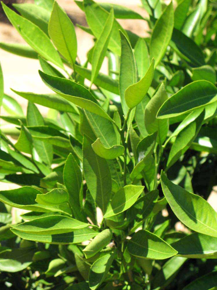              Sun leaves (Riverside, CA)       